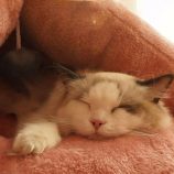 H10b339c56b1f4ecfb8960f1faad0b3b8c