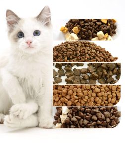 OEM ODM   Pet Food Pet Cats Like a Variety of  Nutritious Balanced Various Shapes and Flavors Dry Cat Food